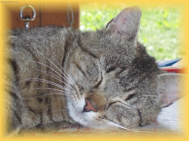 Foto: ,,náš miláček Samuel"-..krásně spí..nooo skoro pořád...;-D