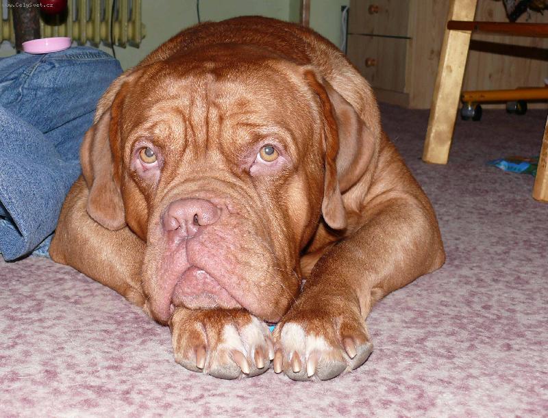 Foto: Vánoční Gabo-Nojo, no. A je po všem