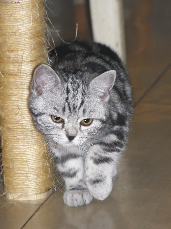 Foto: babičin Mňauk