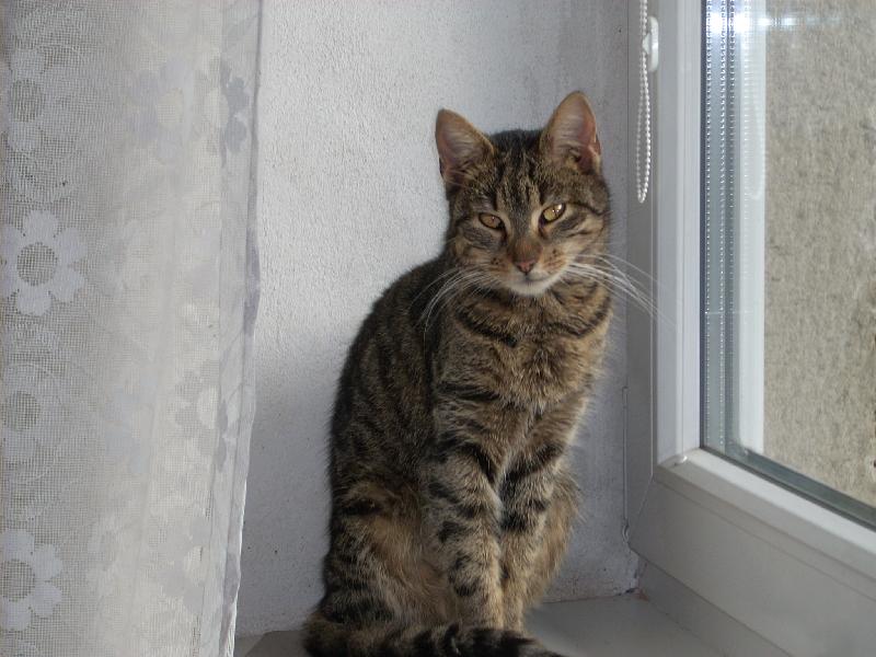 Foto: Micina-pojd se taky podívat