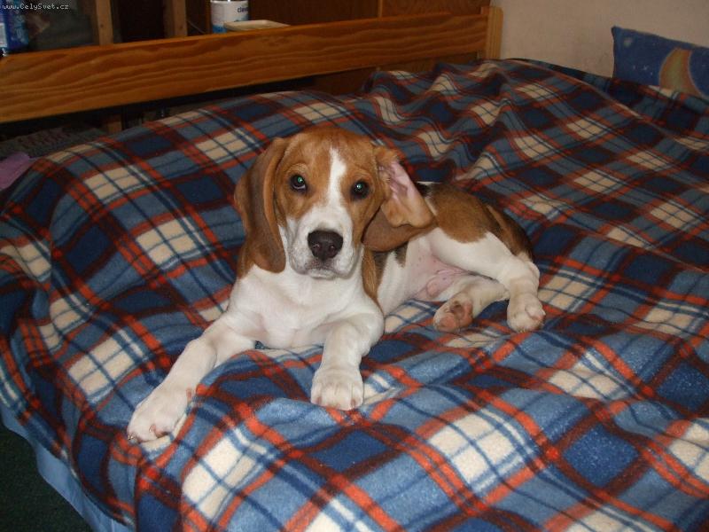 Foto: Eddy-Na posteli je najlepšie