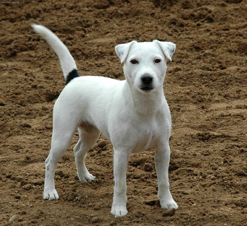 Foto: CH.Fillmore Indian Summer-Fena