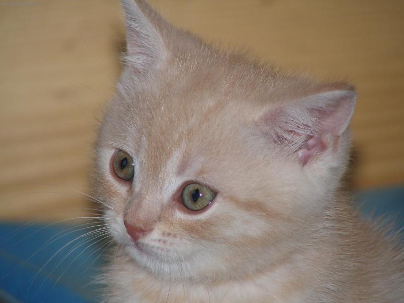 Foto: Caramelo Porubský květ