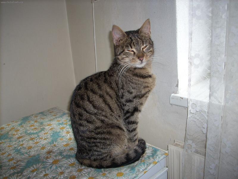 Foto: Míca-kuk,vyletí ptáček