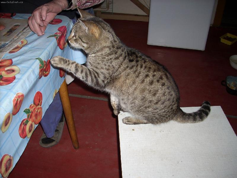 Foto: Mourek-dej my tu dobrotu