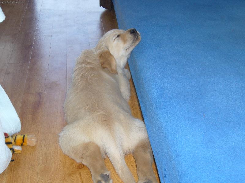 Foto: pohodlí nade vše-to je náš pejsem když mu byly ještě 3 měsíce. Hrozně rád spí!!