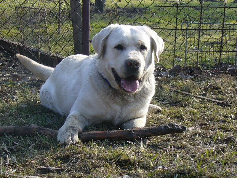 Foto: Cliffáček-Labradorský retríver...