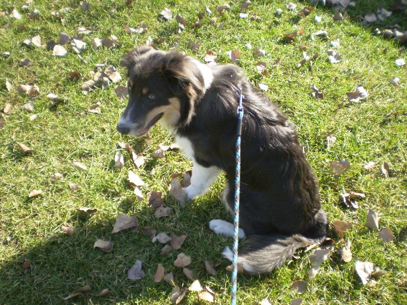 Foto: Artuš od Betlémské pastviny-Odpočinek