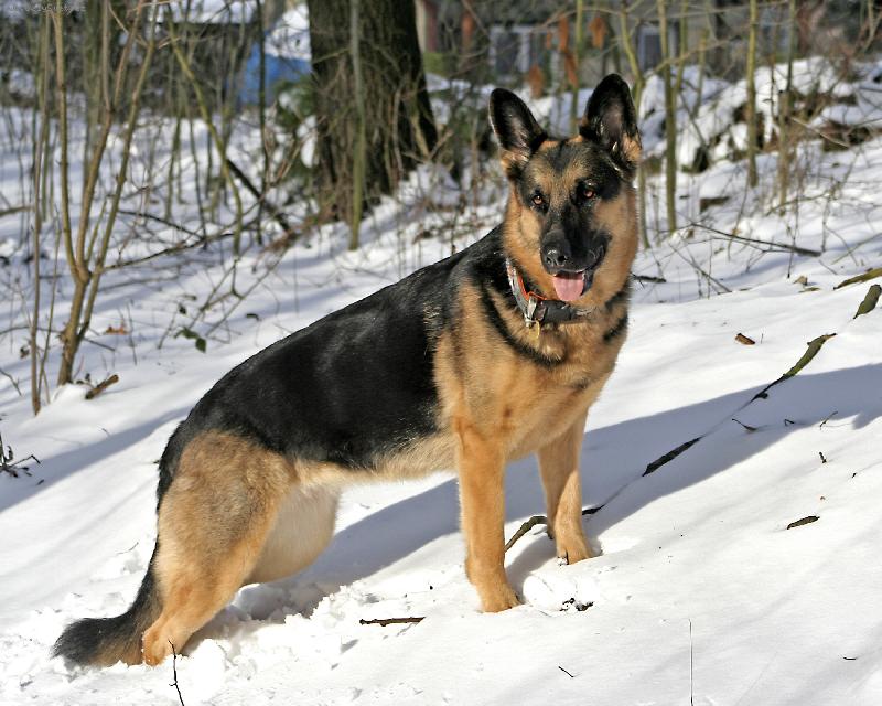 Foto: Britka-Na sněhu