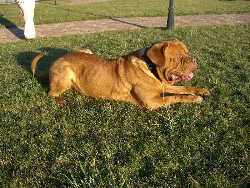 Foto: Bentley na zahradě