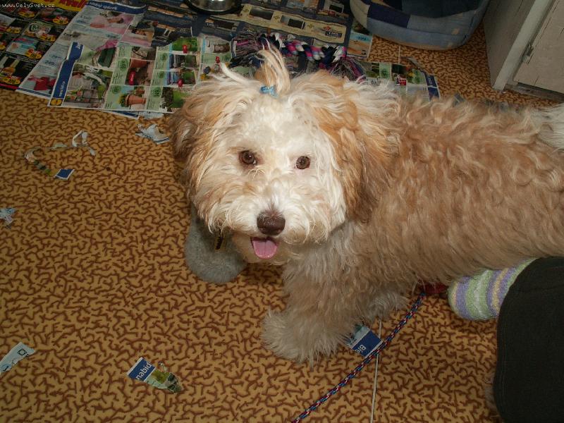 Foto: Kim�k-Kim�k trha� :-)