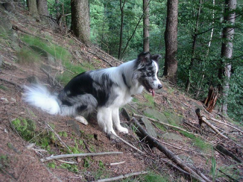 Foto: borderák v Beskydech