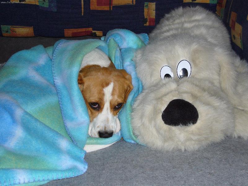 Foto: kdyz je zima...-tak se tulim i k plysakovi,ale jinak je nesnasim!