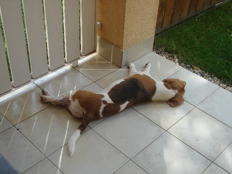 Foto: je moc teplo...