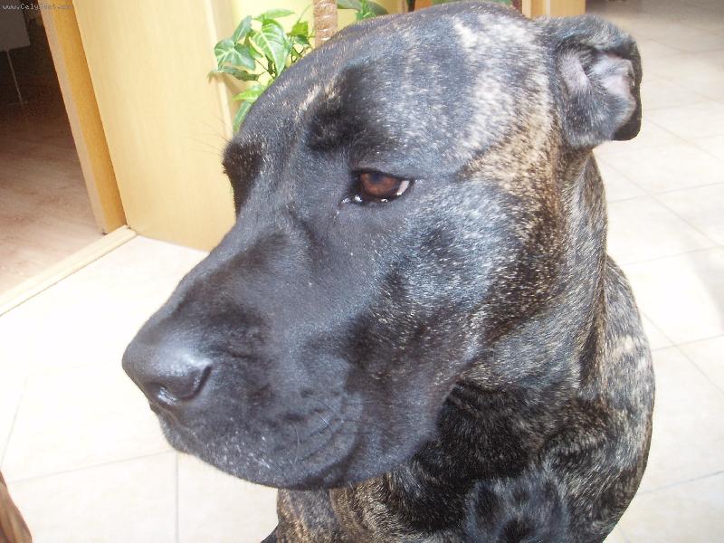 Foto: Bella-18měsíců