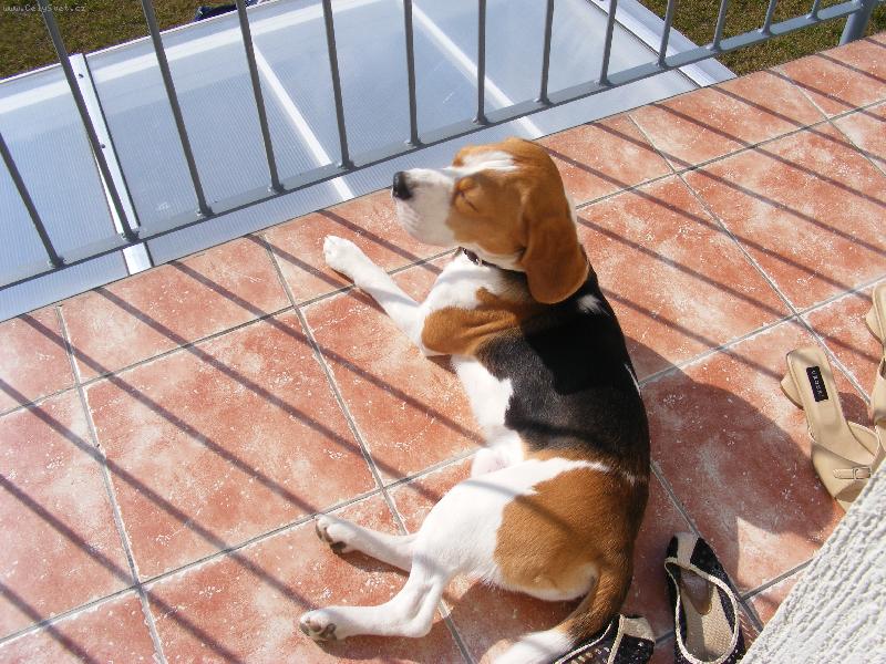 Foto: Burák se opaluje .-)