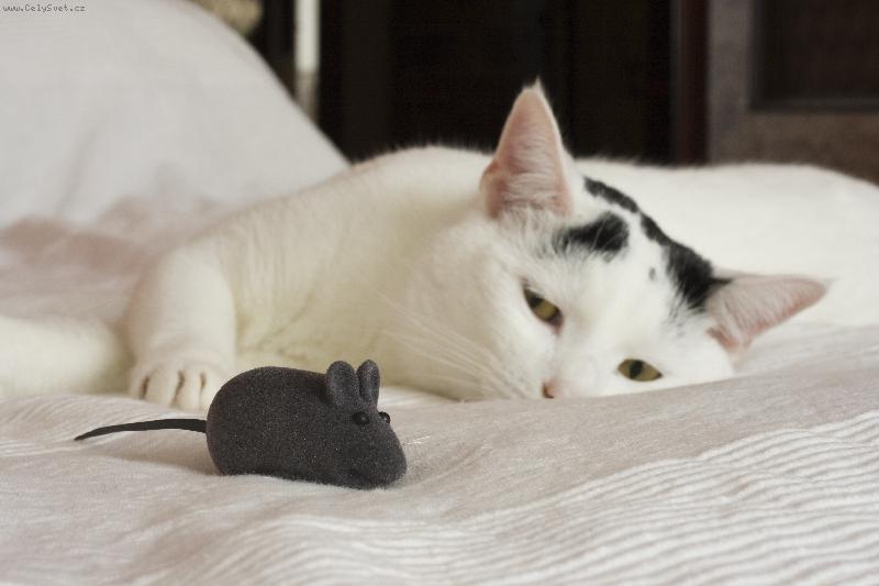Foto: Raul-Lovec myší