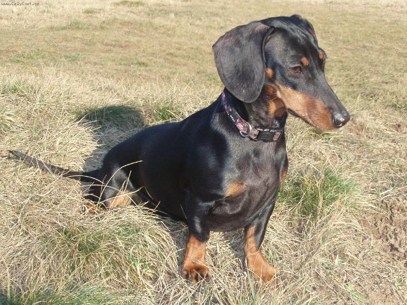 Foto: Jezevčice Jennina