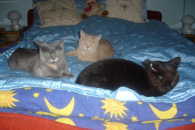 Foto: Mazlíci naší rodiny-Jessica- čokoládová,Vendulka-modrokrémová,Sam-krémový stříbřitě mramorovaný