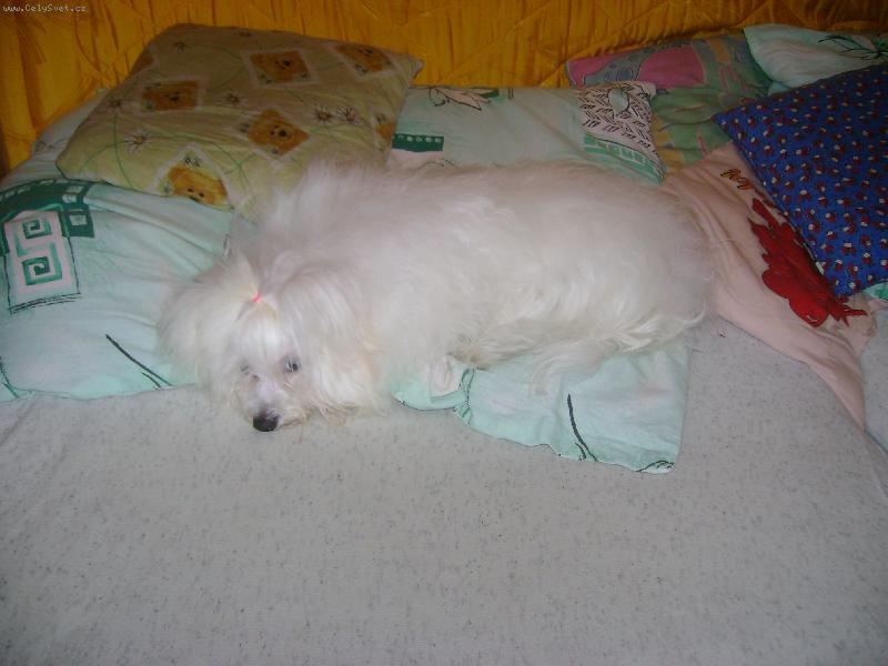 Foto: Mufinek-jsem tak unavený po procházce :-)