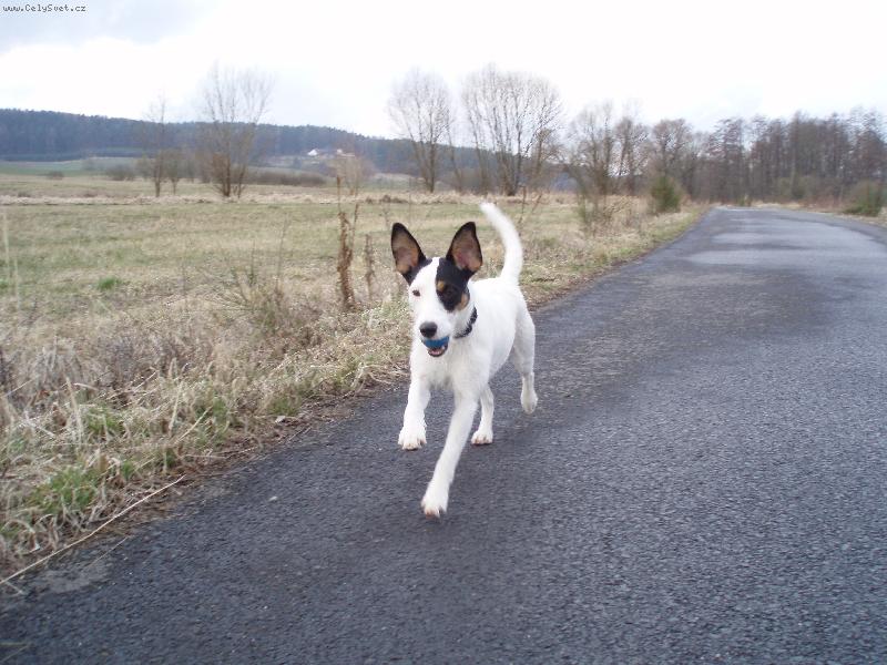 Foto: Ušoplesk Líza