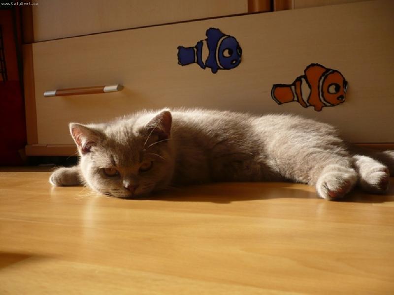 Foto: Baltík-Vyhřvání na sluníčku