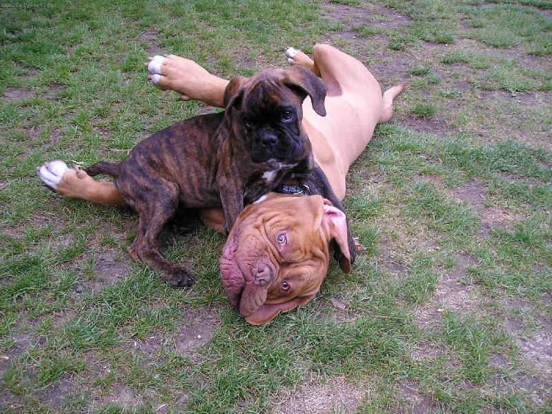 Foto: Badíček s Alfrédem-Boxinka a Borďáček