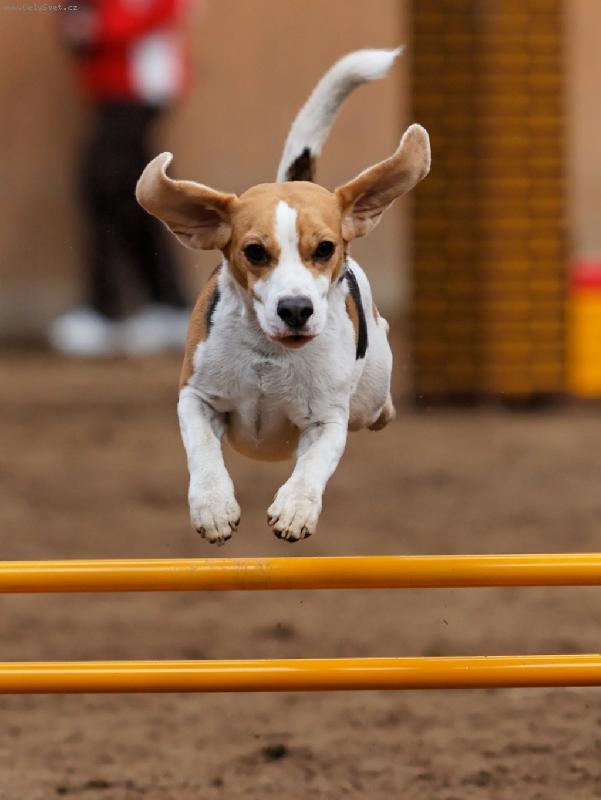 Foto: První závody-Letící bíglička anetka