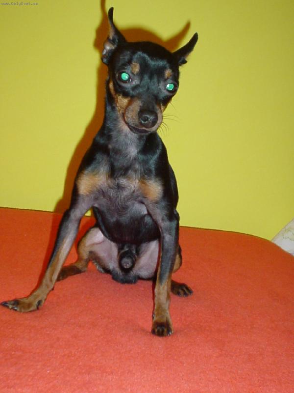 Foto: Spike jako kozlík Matěj