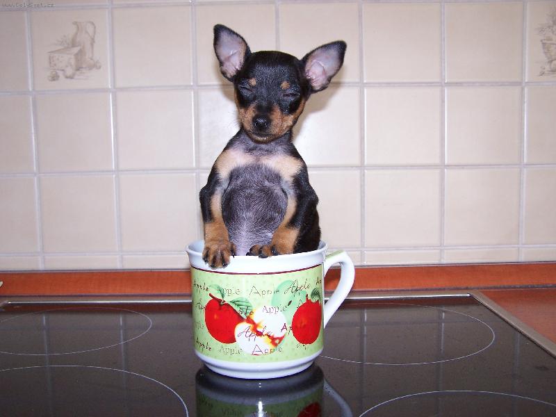 Foto: Kráska - těžká pohoda-Ach jo, co si ta panička ještě vymyslí?