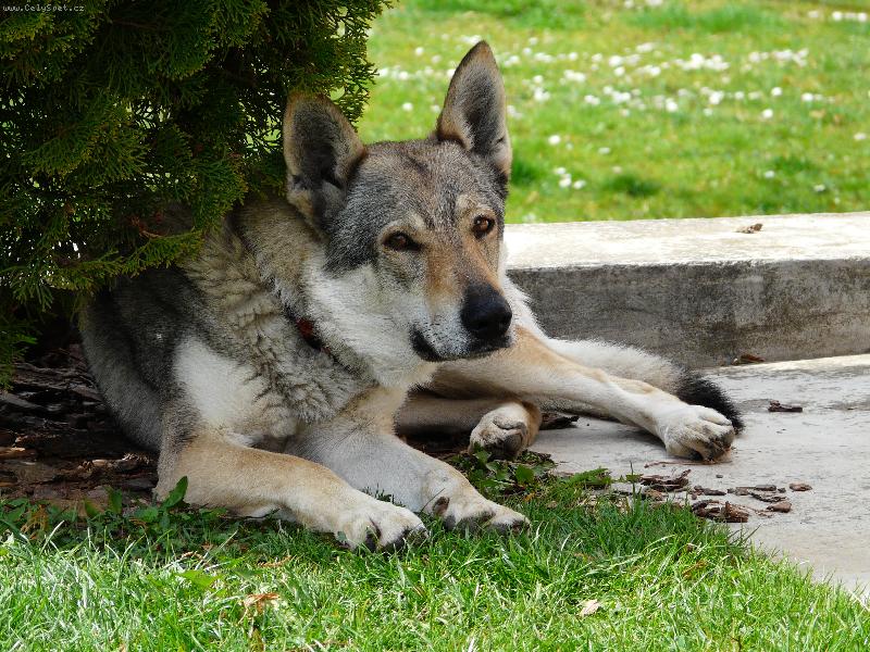 Foto: Obi od Úhoště odpočívá-www.obioduhoste.wz.cz