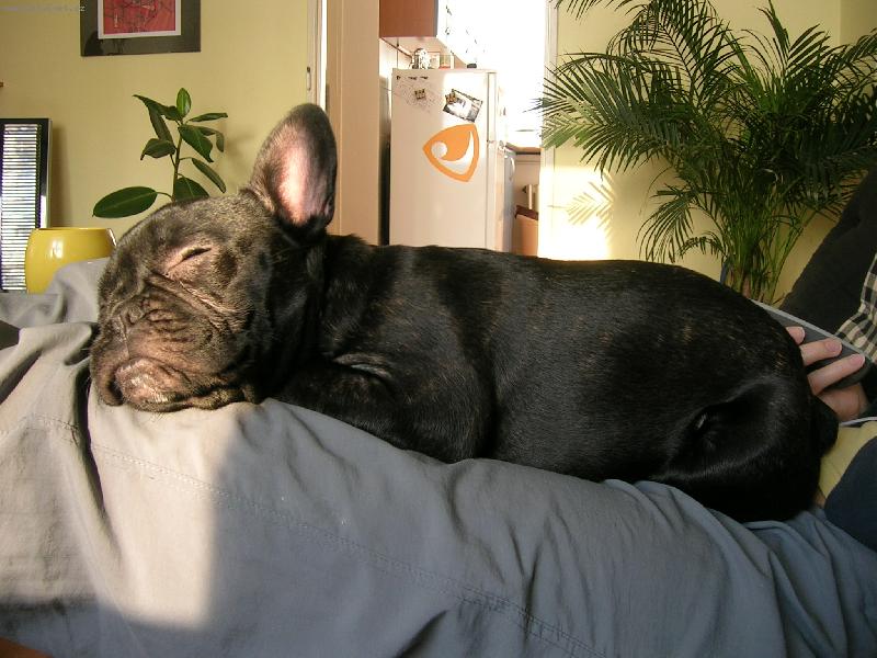 Foto: Jazz-moje neoblíbenější spací poloha