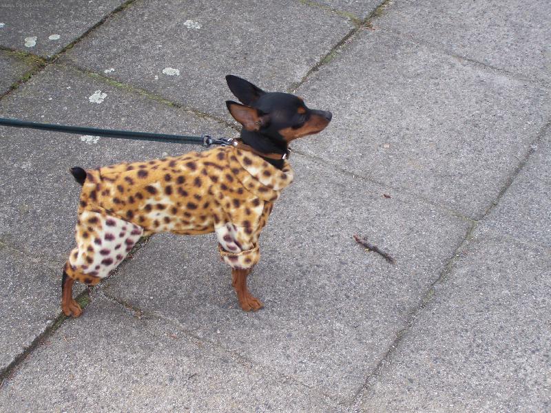 Foto: Cherry-Slečna drsňák