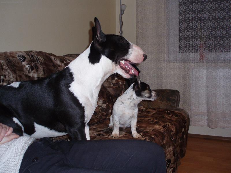 Foto: Whisky-a jeho kamarád