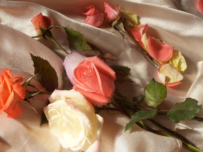 Foto: božské květy