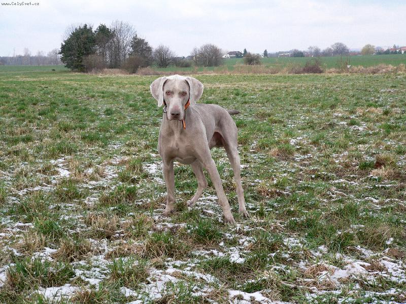 Foto: Výmarský ohař