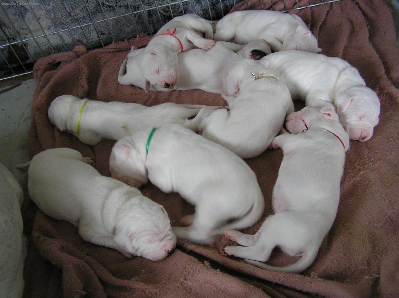 Foto: vrh G Blanský les