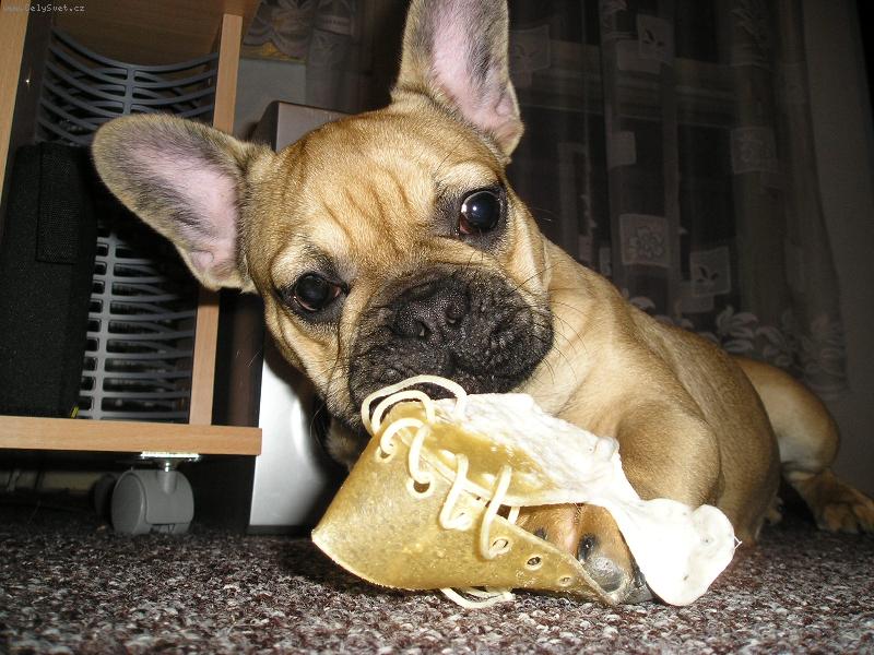 Foto: Botkus-ta bota je mňam mňam