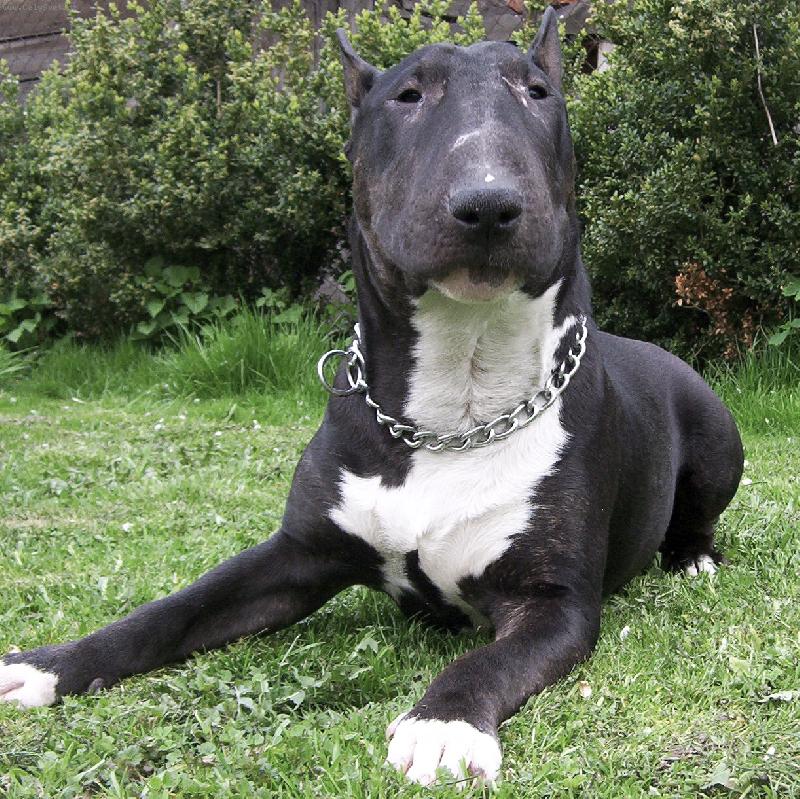 Foto: Brok z Kačákovy samoty