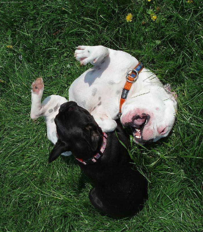 Foto: Mike, Baruška-Řádění v trávě