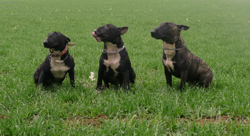 Foto: Ozzy, Zoro, Bulík J.