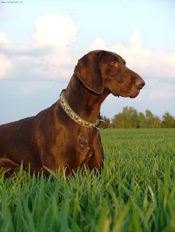 Foto: Nessi z Bilice (ChS ze Štípek)-Nessi z Bilice (ChS ze Štípek)