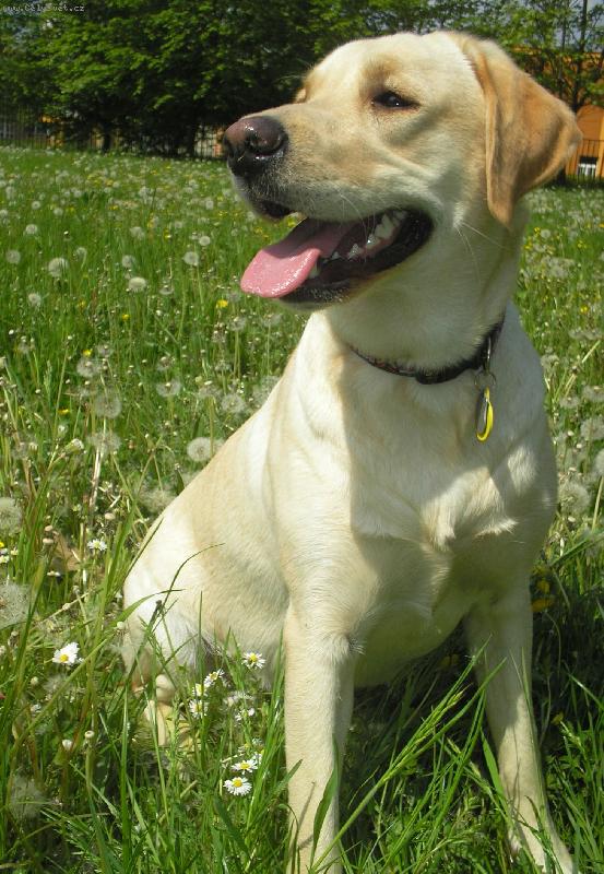 Foto: Brituška-11-měsíců