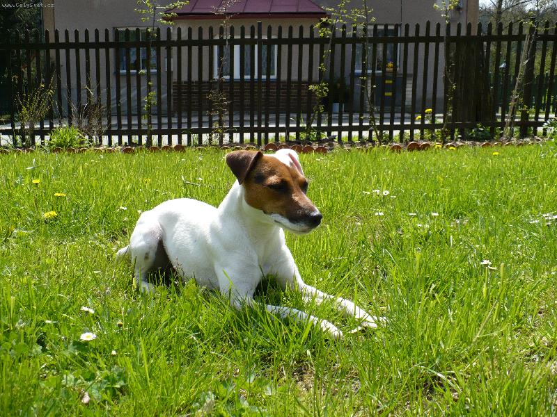 Foto: Kessy-naše krysička