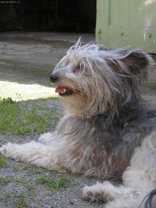 Foto: Buks (Bax)-je s PP ale před ostříháním vypadá jak vořech :-D