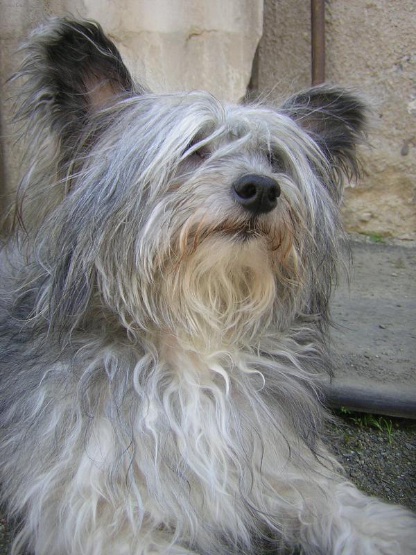 Foto: Buks (Bax)-je s PP ale před ostříháním vypadá jak vořech :-D