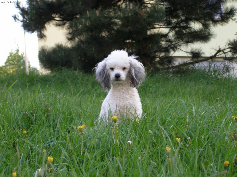 Foto: Sendinka-Toto je pejsek mého kamaráda je to mezi trpasličím pudlem takže není čistokrevný ale neva i tak je pěkný =o)