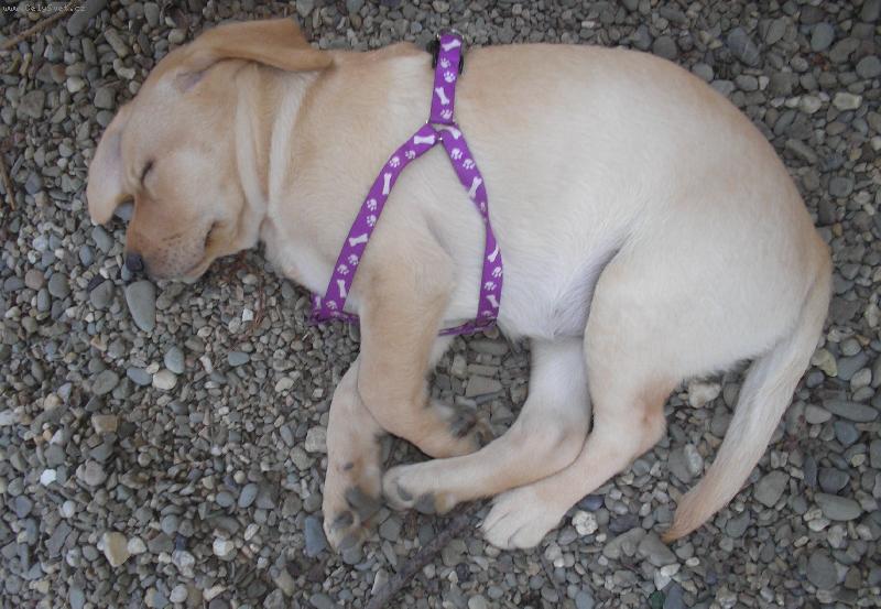 Foto: Brita jako miminko-2 měsíce-Spinušká..