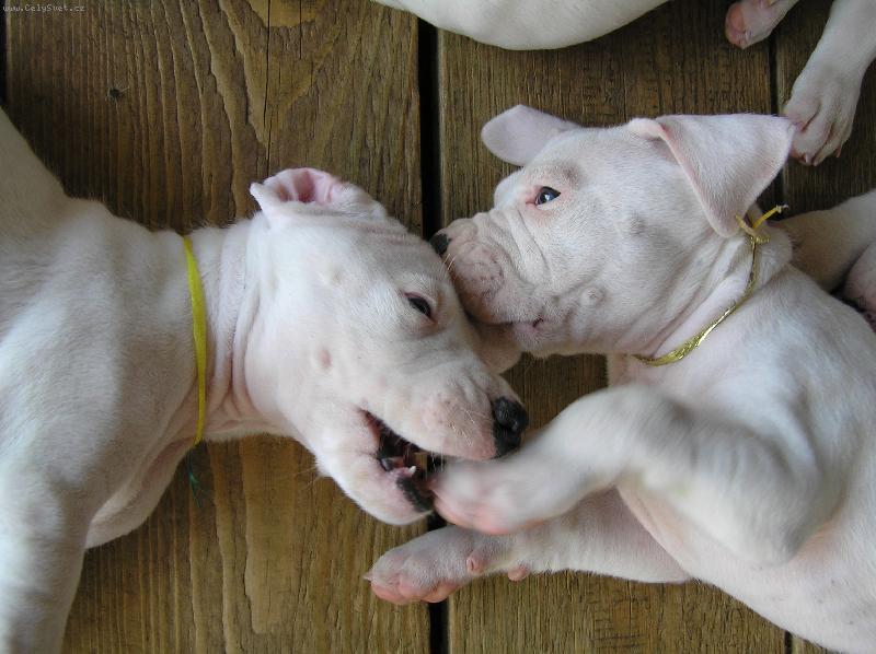 Foto: okusování-vrh G Blanský les