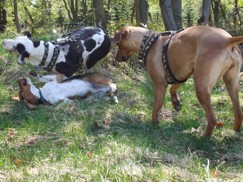 Foto: já a moji kamarádi-i když to tak nevypadá,hrajeme si!!